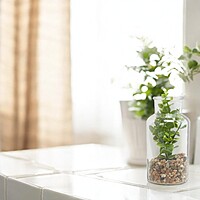 Decorative Plant In a Bottle of Glass Decorative Plant In a Bottle of Glass