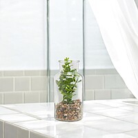 Decorative Plant In a Bottle of Glass Decorative Plant In a Bottle of Glass