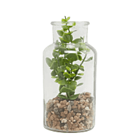 Decorative Plant In a Bottle of Glass Decorative Plant In a Bottle of Glass