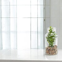 Decorative Plant In a Bottle of Glass Decorative Plant In a Bottle of Glass