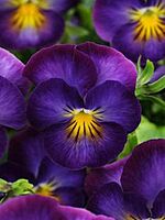Violet Aromatherapy Oil-Aceite esencial 10 ml Violet Aromatherapy Oil-Aceite esencial 10 ml