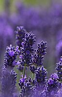 Lavender Aromatherapy Oil-Aceite esencial 10ml Fragrance Oil, Premium Scented Oils for Diffuser, Soap & Candle Making Scents, Aromatherapy Oils Gift , 10ml Lavender Aromatherapy Oil-Aceite esencial 10ml Fragrance Oil, Premium Scented Oils for Diffuser, Soap & Candle Making Scents, Aromatherapy Oils Gift , 10ml