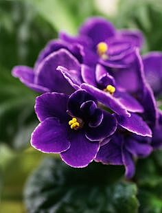 Violet Aromatherapy Oil-Aceite esencial 10 ml