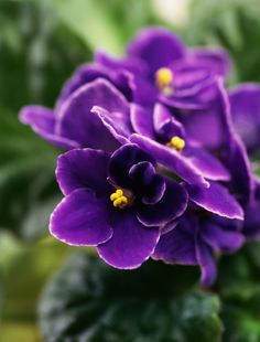 Violet Aromatherapy Oil-Aceite esencial 10 ml Violet Aromatherapy Oil-Aceite esencial 10 ml
