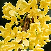 Osmanthus Aromatherapy Oil-Aceite esencial 10 ml Osmanthus Aromatherapy Oil-Aceite esencial 10 ml