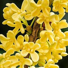 Osmanthus Aromatherapy Oil-Aceite esencial 10 ml